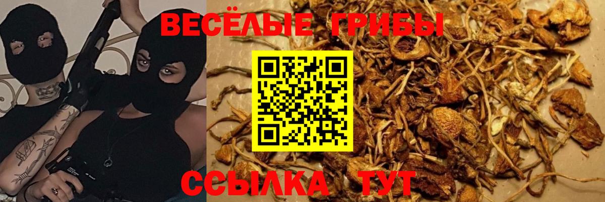 Галлюциногенные грибы Cubensis Нерюнгри